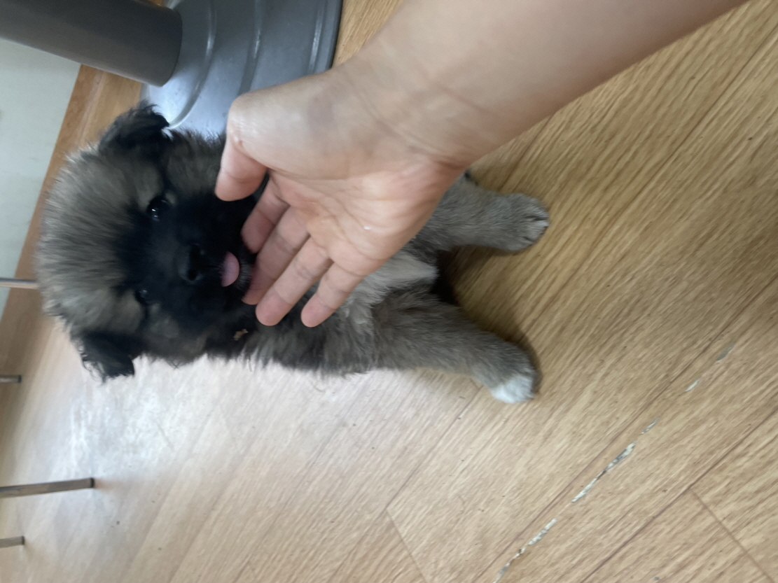 사천시 동물보호센터_448534202500547