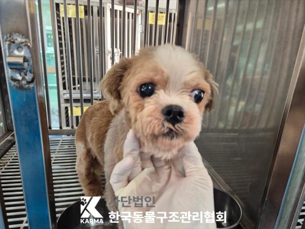 한국동물구조관리협회_411315202500276