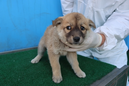제주 동물보호센터_450650202500978