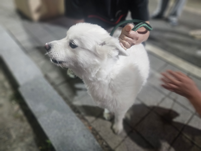 대전동물보호센터_430365202500120
