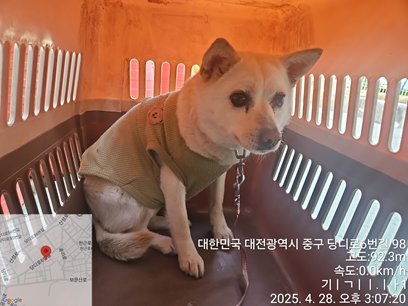 보호중 믹스견의 가…