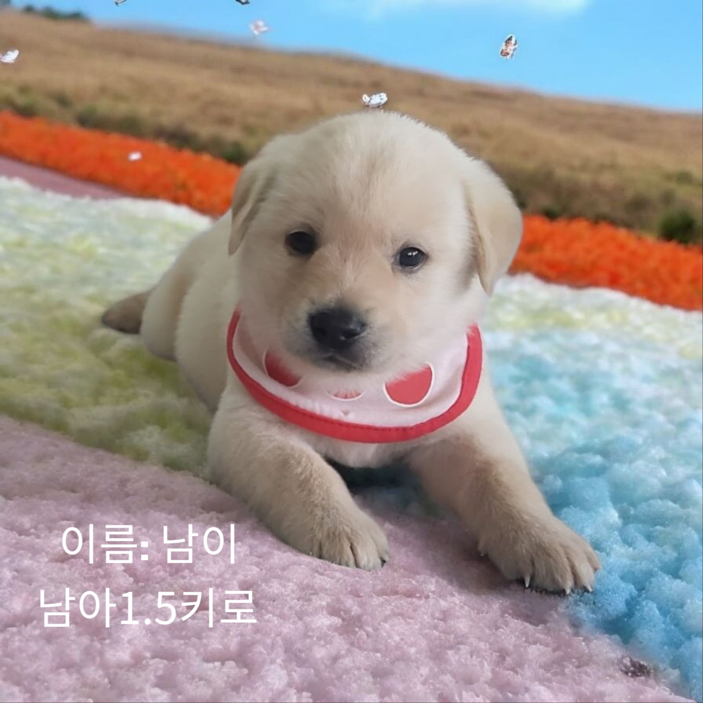 성주유기동물보호센터_447521202500202