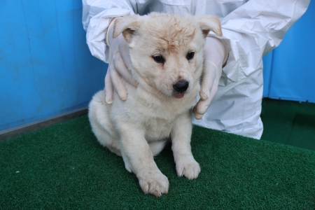 제주 동물보호센터_450650202500977