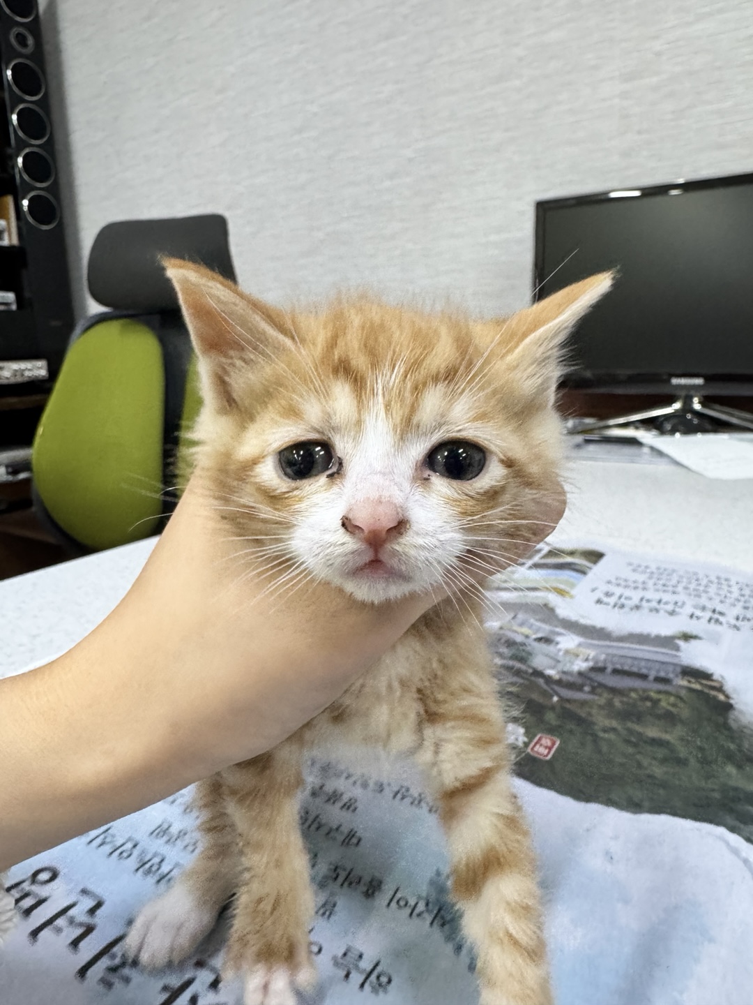 금강동물병원_427346202500381