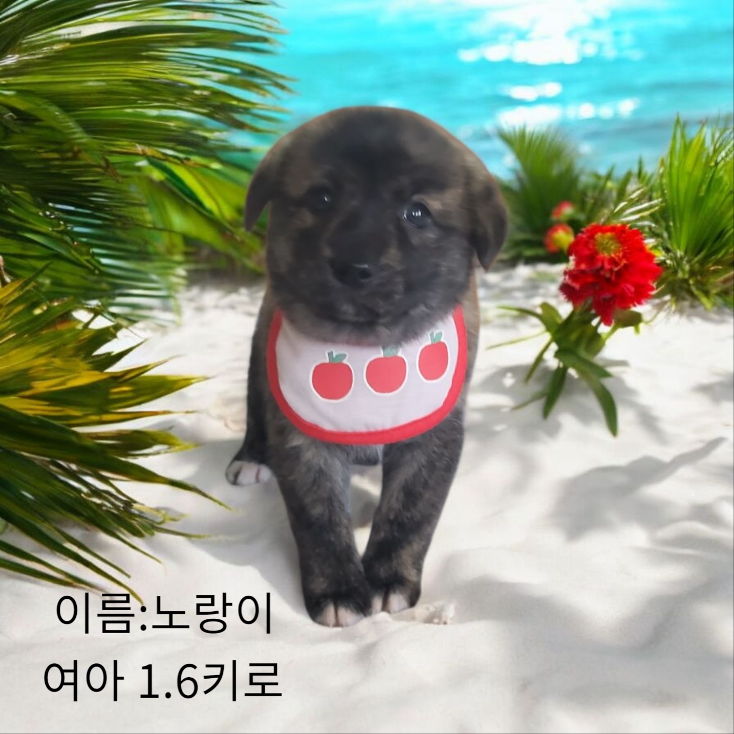 성주유기동물보호센터_447521202500200