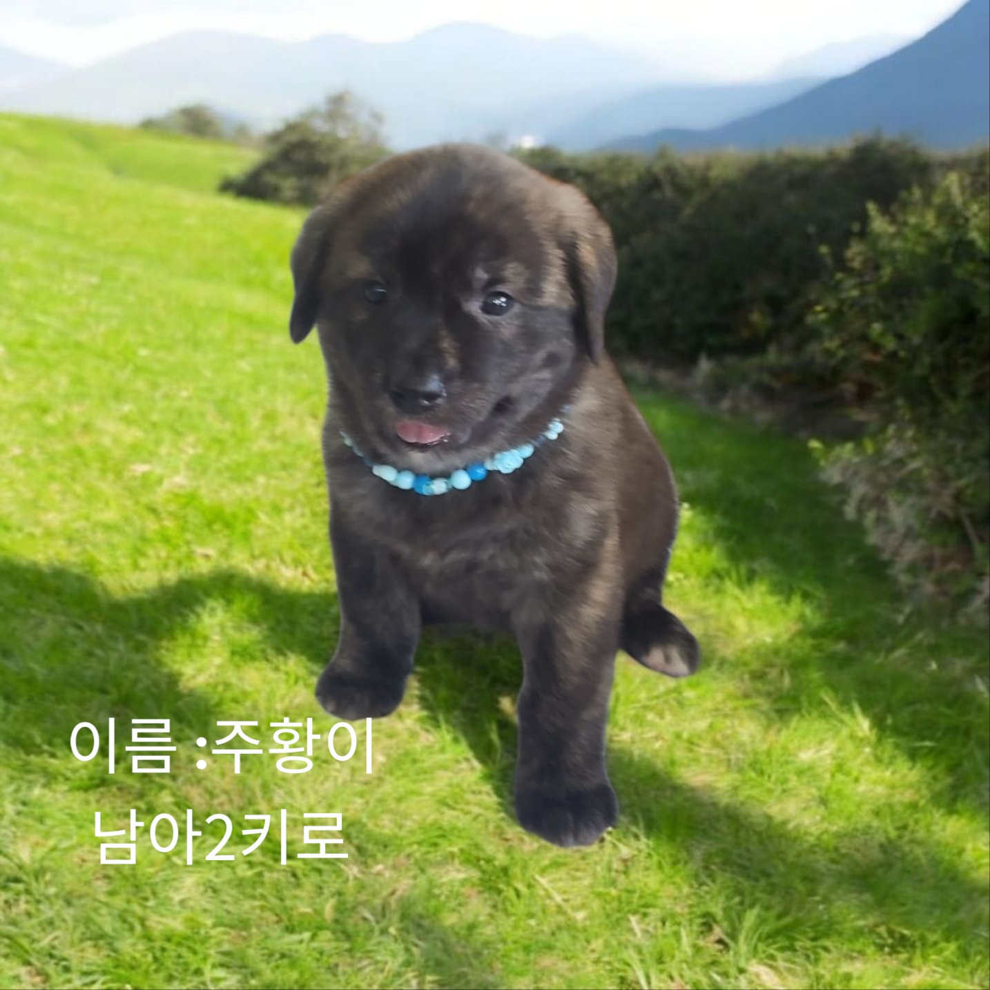 성주유기동물보호센터_447521202500199