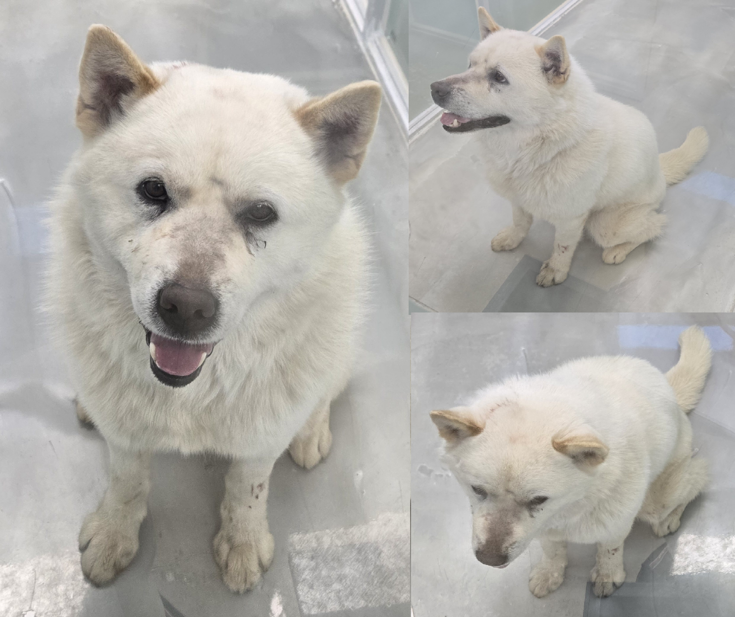 서산시 동물보호센터_444453202500638