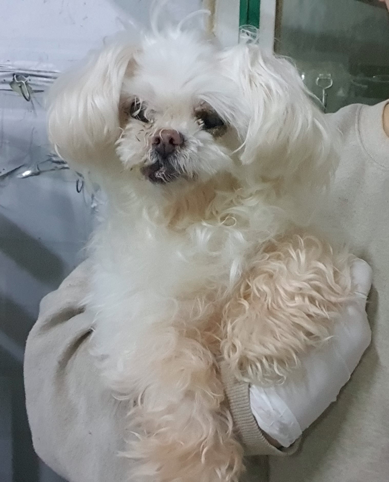 보호중 말티즈의 가…