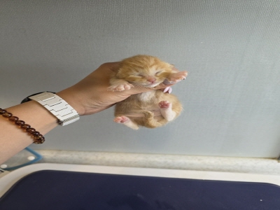 (사)동부동물보호협회_426331202500148