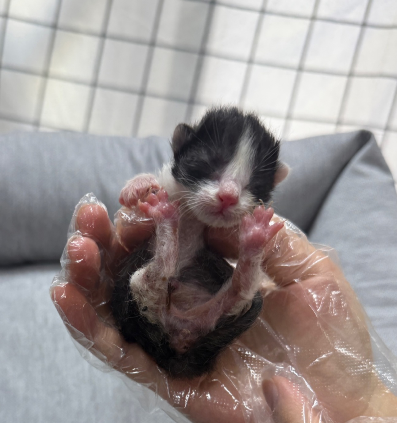 울산유기동물보호센터_431373202500570