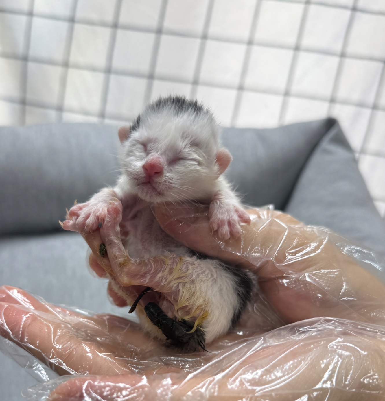 울산유기동물보호센터_431373202500572