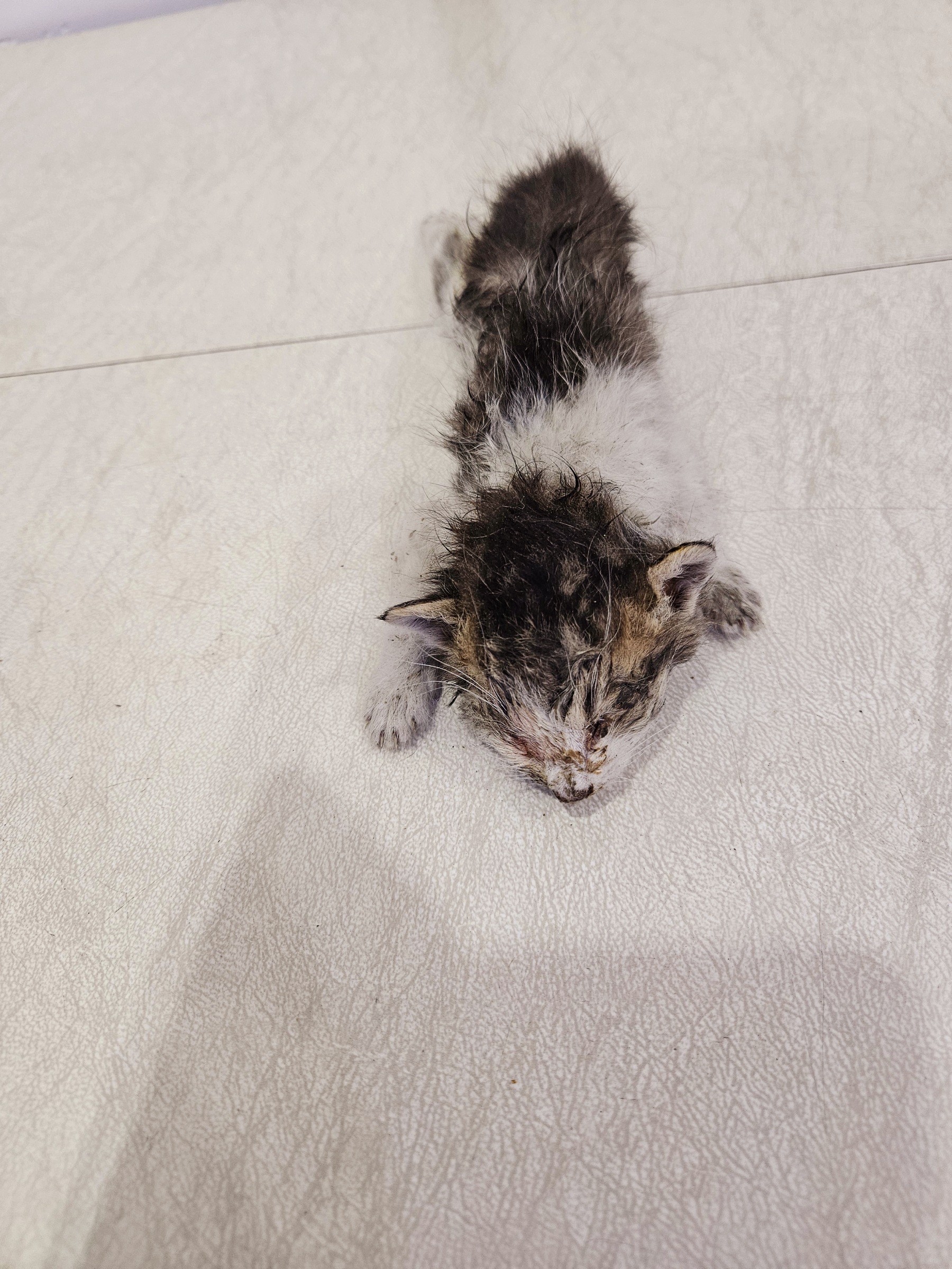보호중 한국 고양이…