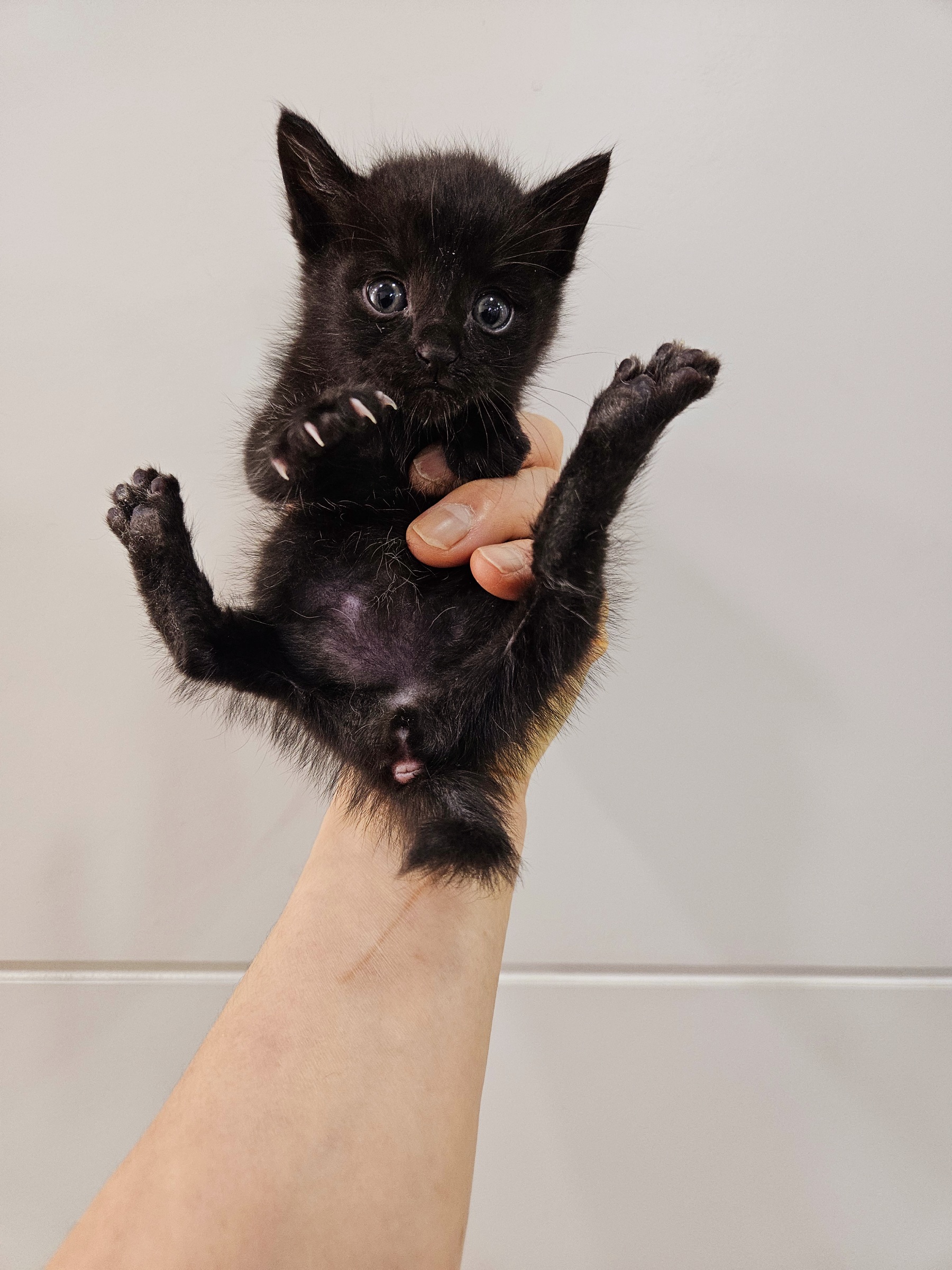 보호중 한국 고양이…