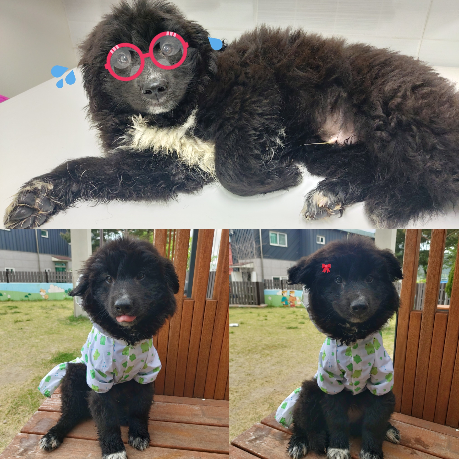 경주동물사랑보호센터_447505202500299