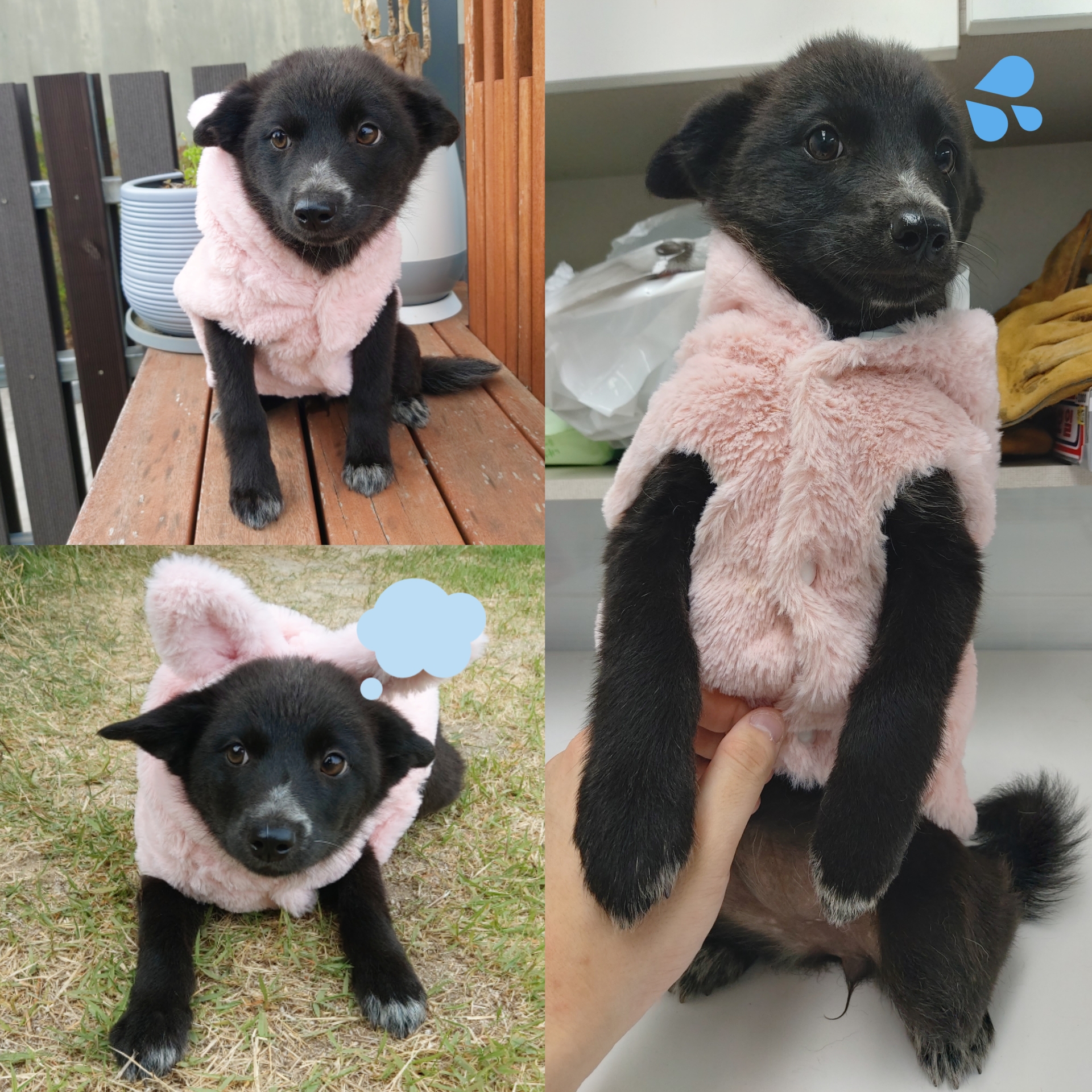 경주동물사랑보호센터_447505202500303