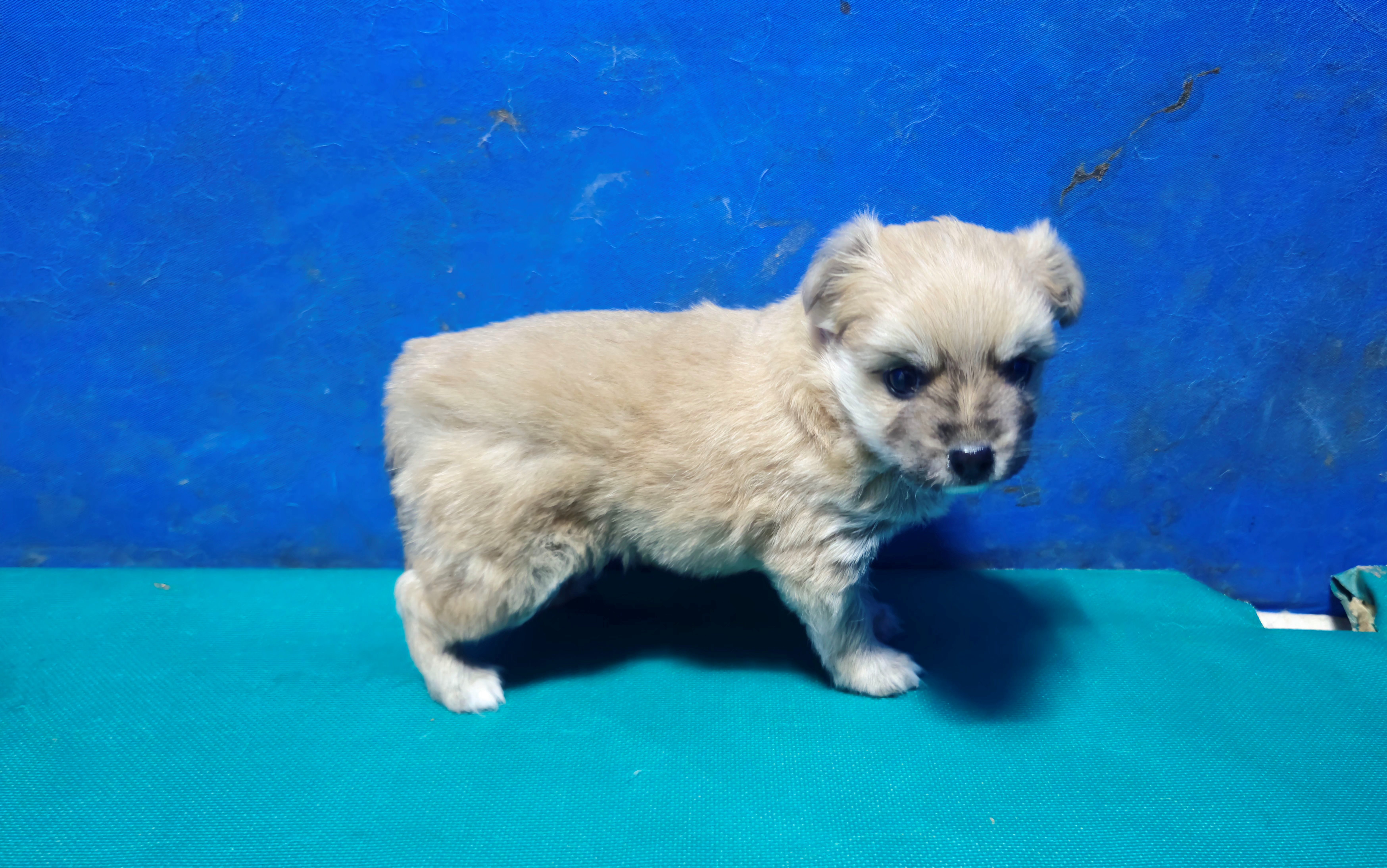 경산시유기동물보호소_447513202500277