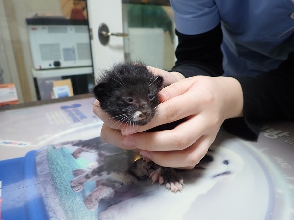 보호중 한국 고양이…
