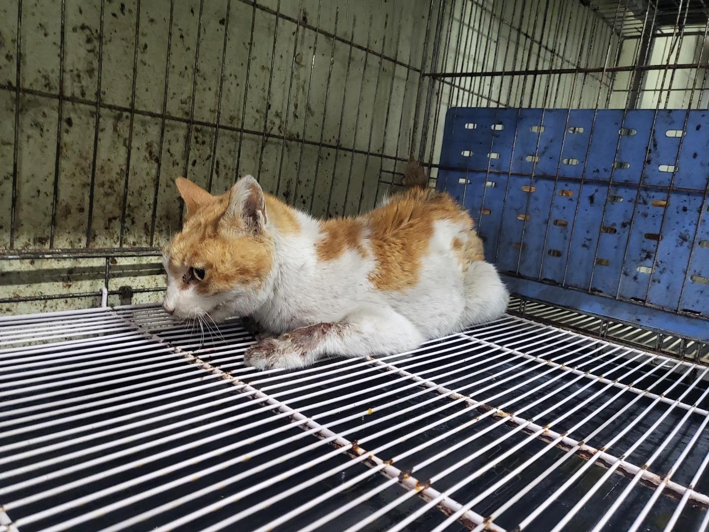 보호중 한국 고양이…