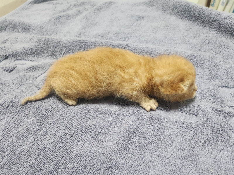 보호중 한국 고양이…