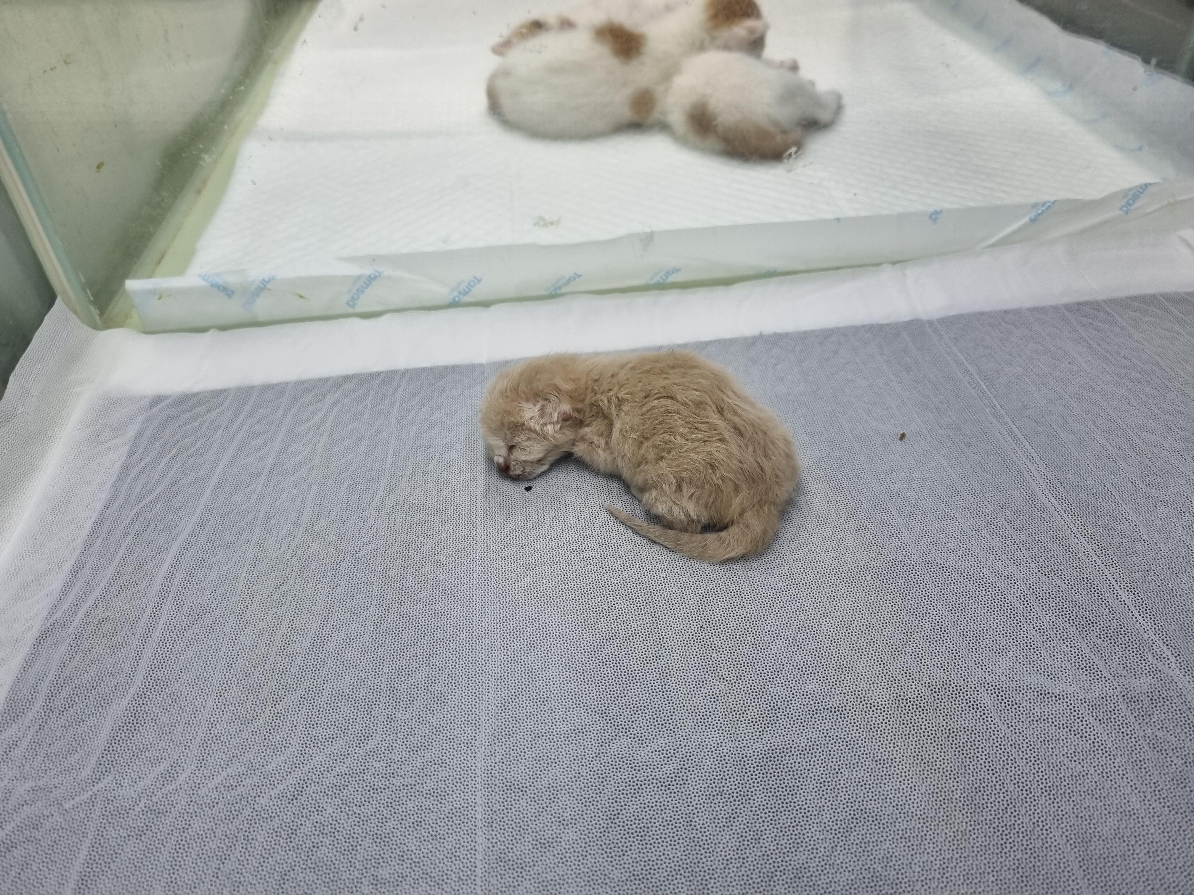 (사)하얀비둘기_426336202500100