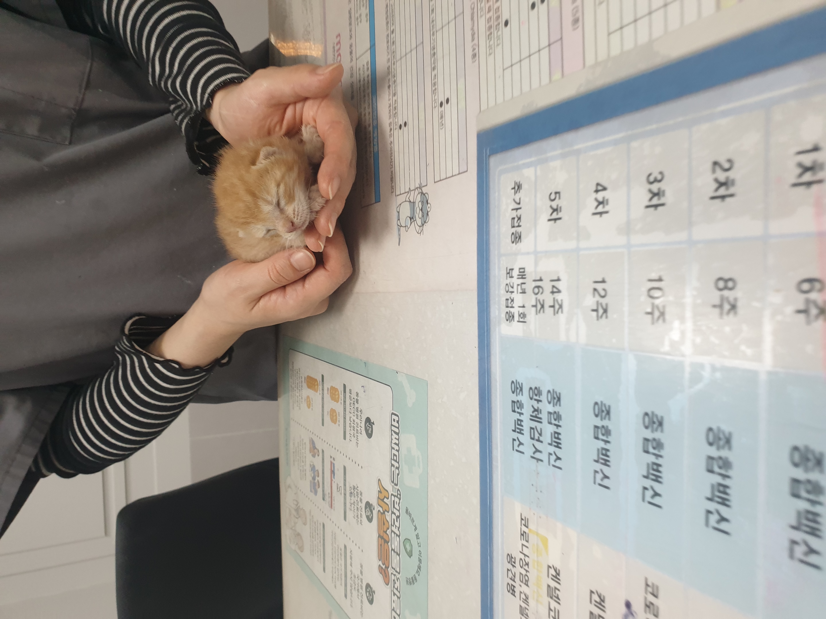 보호중 한국 고양이…