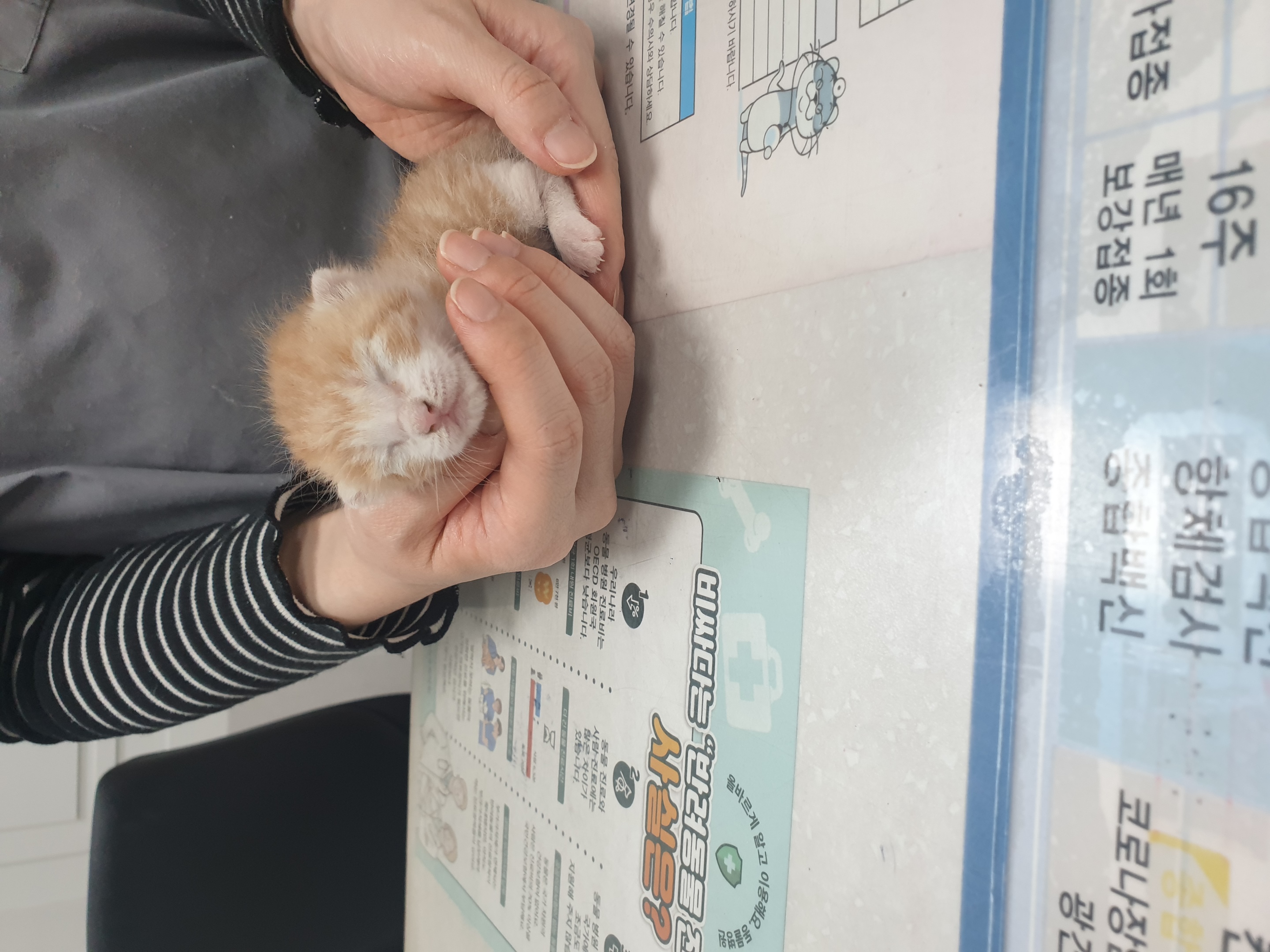 보호중 한국 고양이…