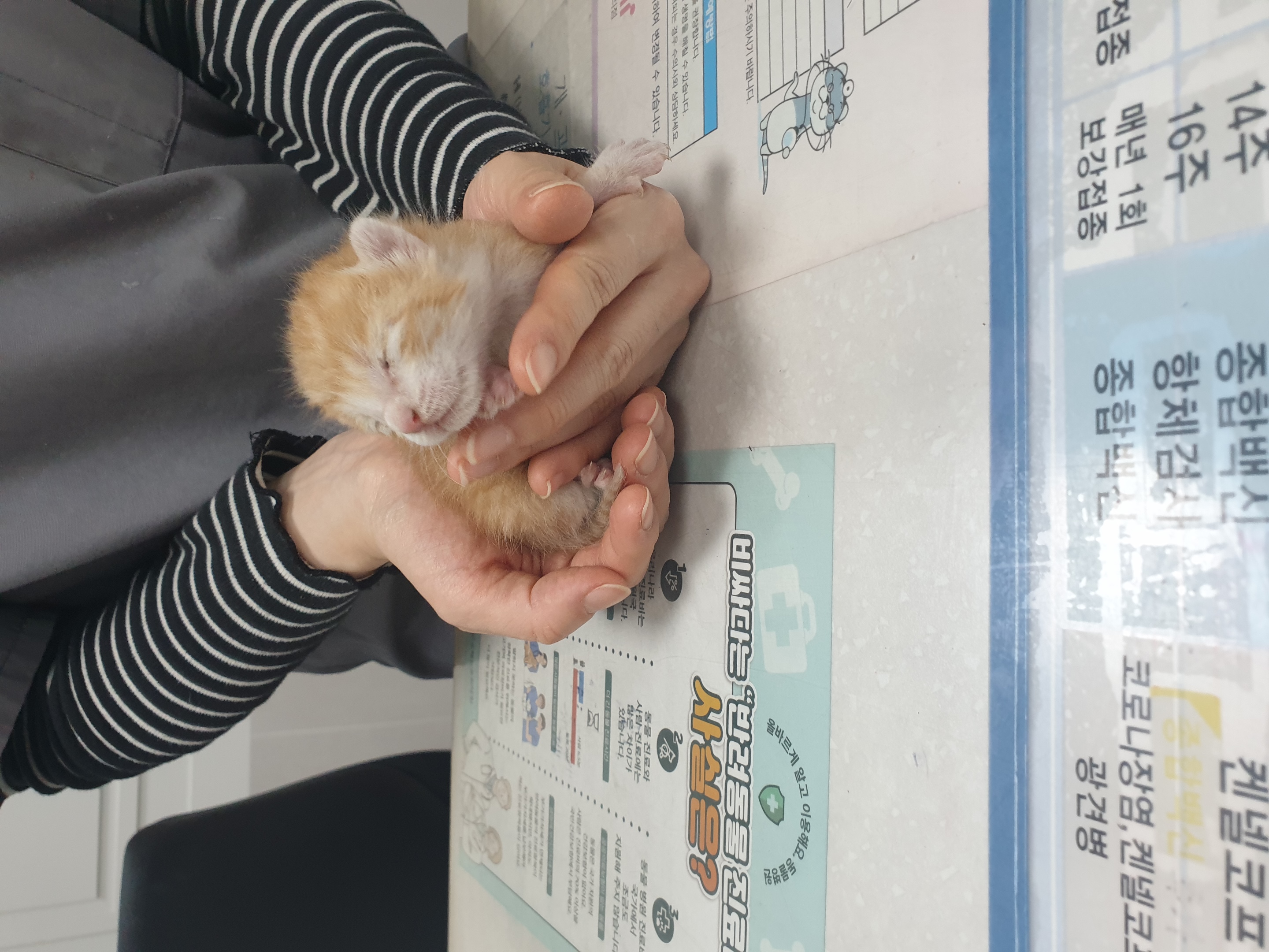 보호중 한국 고양이…