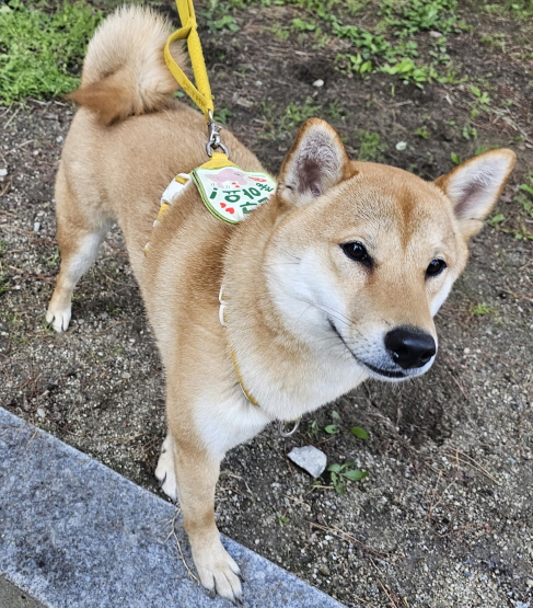 청원동물병원_445470202500514