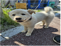 (사)동물보호관리협회_448535202500842