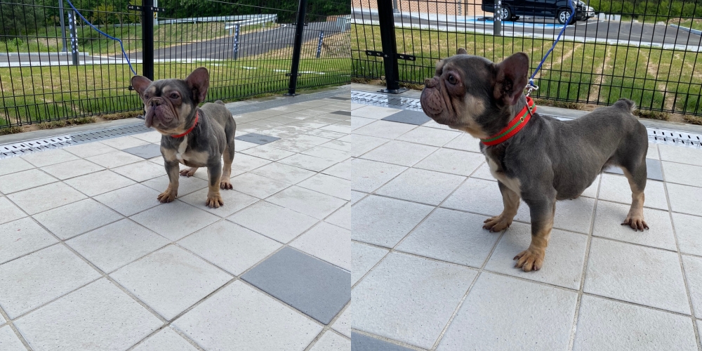 구미시 동물보호센터_447508202500708