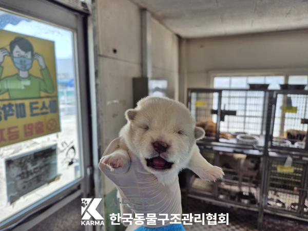 한국동물구조관리협회_441409202500652
