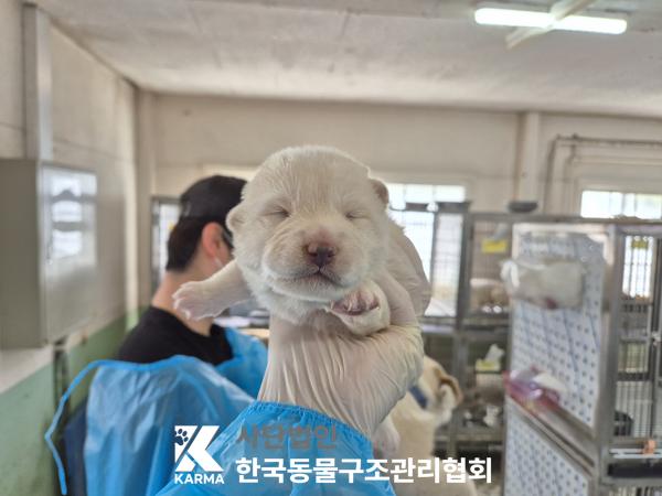 한국동물구조관리협회_441409202500654