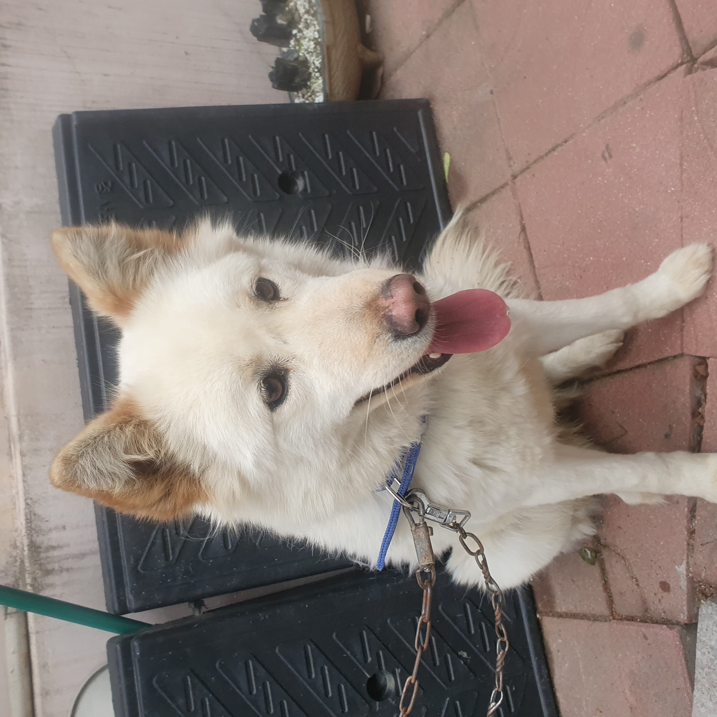 금강동물병원_427346202500399