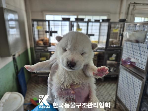 한국동물구조관리협회_441409202500653