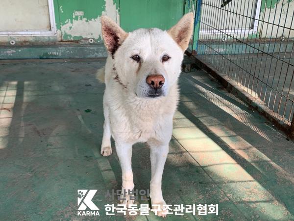 한국동물구조관리협회_441409202500658