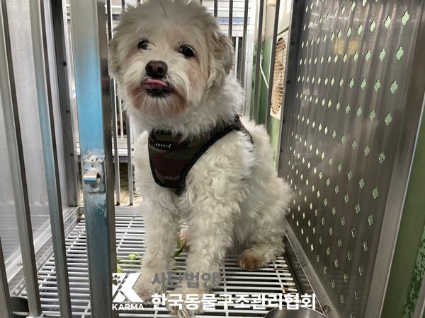 보호중 믹스견의 가…