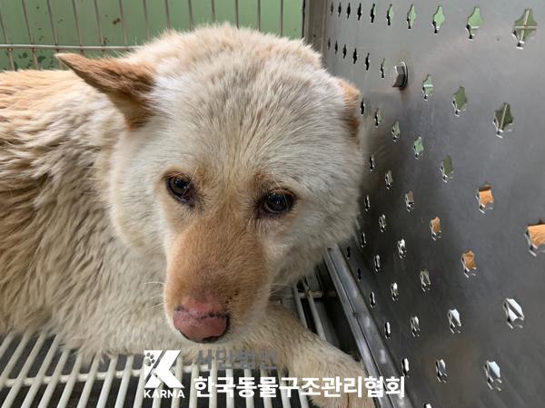 한국동물구조관리협회_441409202500661