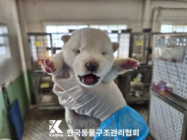 한국동물구조관리협회_441409202500655