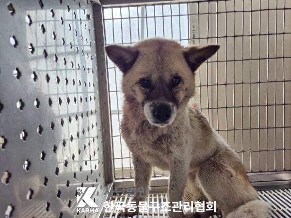 한국동물구조관리협회_441409202500662