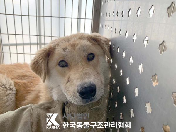 한국동물구조관리협회_441409202500660