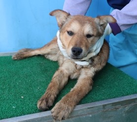 제주 동물보호센터_450650202500997