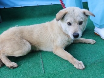 제주 동물보호센터_450650202500994