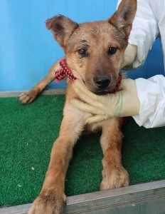 제주 동물보호센터_450650202500998