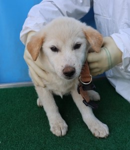 제주 동물보호센터_450650202501008