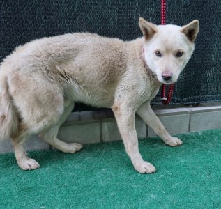제주 동물보호센터_450650202500995