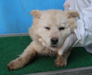 제주 동물보호센터_450650202501023