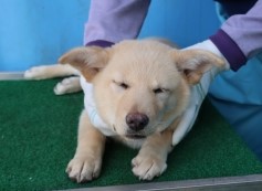 제주 동물보호센터_450650202501030