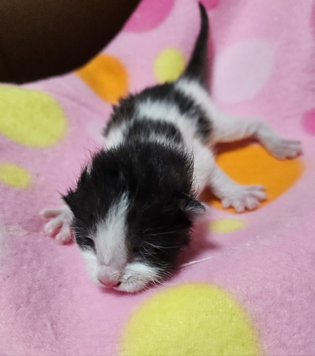 울산유기동물보호센터_431371202500214