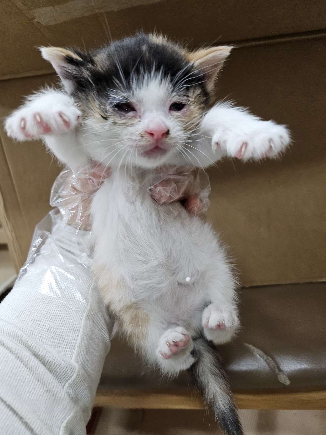 울산유기동물보호센터_431371202500219