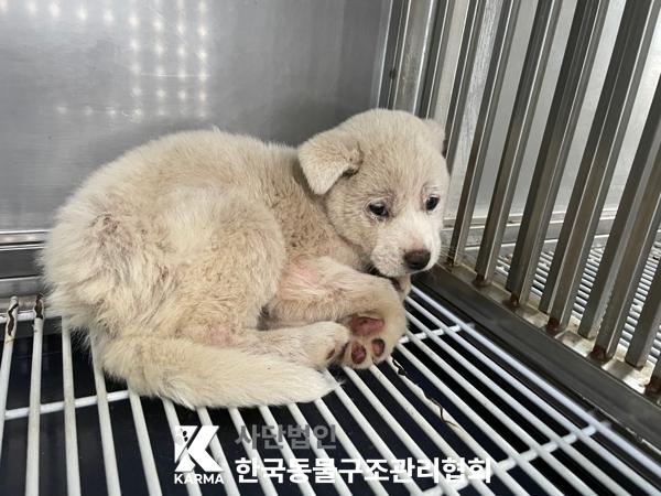 보호중 믹스견의 가…